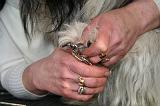 GRIFFES - SKYE TERRIER 077